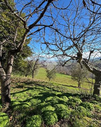 CASA INDIPENDENTE A CELLINO ATTANASIO