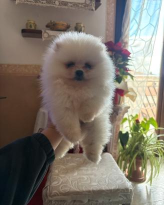 Spitz