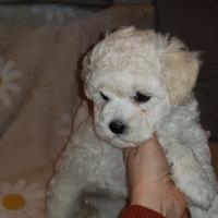 Bichon a poil frisè