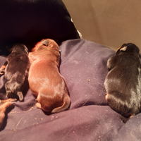 Pinscher nano ,zwergpinscher