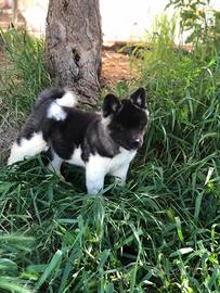 Akita Americano Cuccioli