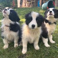 Cuccioli di Border Collie