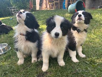 Cuccioli di Border Collie