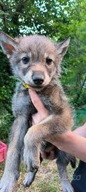 Cane Lupo Americano