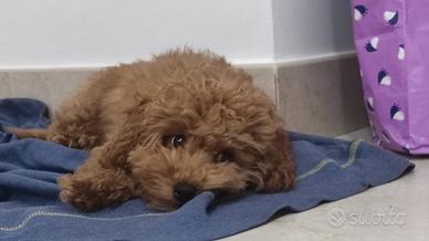 Cucciolo red barboncino toy