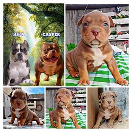 Cucciolo american bully pocket