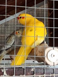 Calopsiti e kakariki