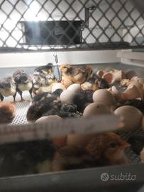 Pulcini di galline, varie razze pronta consegna