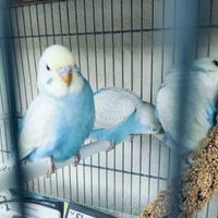 Cocorite di appena un mese