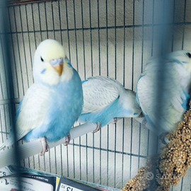 Cocorite di appena un mese