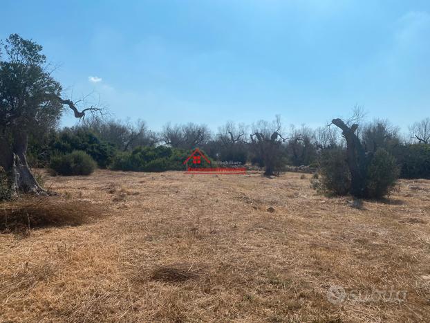 Terreno agricolo con pajara ad ugento