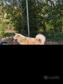 Cane Akita Inu
