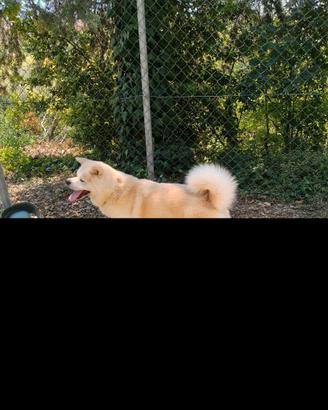 Cane Akita Inu
