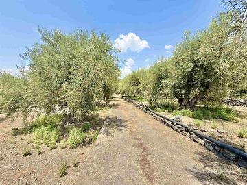 Rif.GL387- terreno agricolo santa maria di licodi