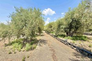 Rif.GL387- terreno agricolo santa maria di licodi