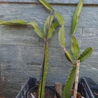 Frutto del drago - Pitaya