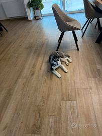 Siberian Husky con pedigree Enci
