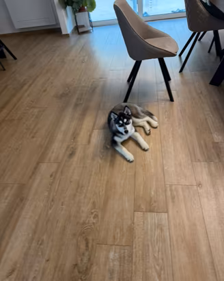 Siberian Husky con pedigree Enci