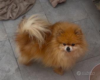 Spitz nana con Pedigree