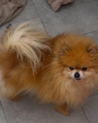 Spitz nana con Pedigree
