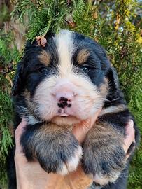 Cuccioli bovaro del bernese