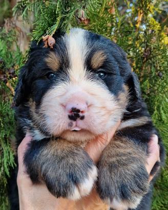 Cuccioli bovaro del bernese