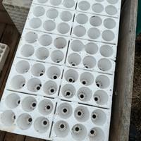 Seminiere polistirolo 60 fori