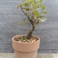 Pre bonsai quercia 