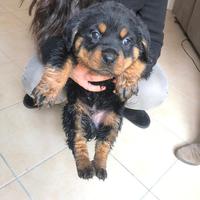 Cuccioli Rottweiler