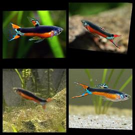 Guppy Endler Santa Maria  in purezza 
