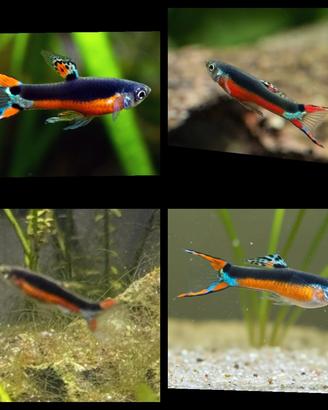Guppy Endler Santa Maria  in purezza 