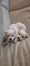Cuccioli di Maltipoo