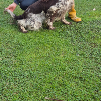 Cucciolo setter inglese