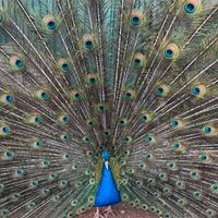 Coppia di pavoni comuni