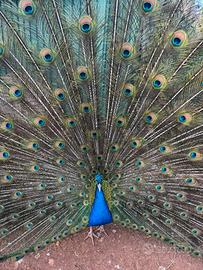 Coppia di pavoni comuni