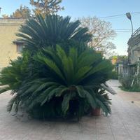 Cycas Giardino