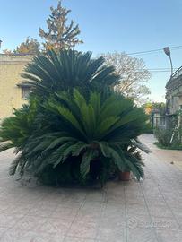 Cycas Giardino
