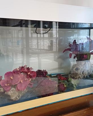 acquario pesci