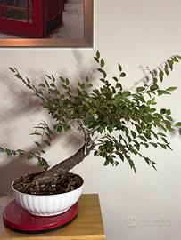 Prebonsai Olmo Cinese (Ulmus parvifolia)