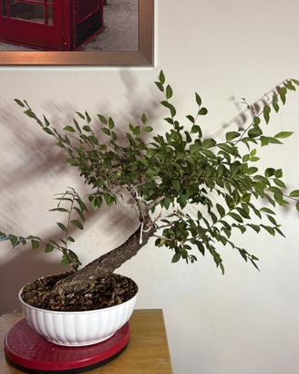 Prebonsai Olmo Cinese (Ulmus parvifolia)