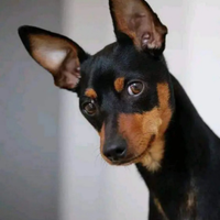 Pinscher nano disponibili