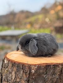 Coniglio ariete nano