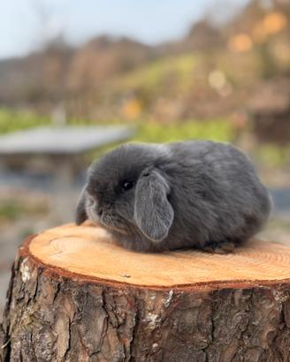 Coniglio ariete nano
