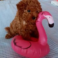 Cuccioli di barboncino toy