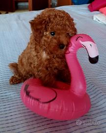 Cuccioli di barboncino toy