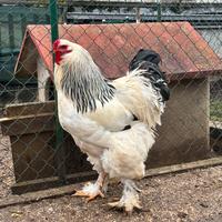 Gallo brahma