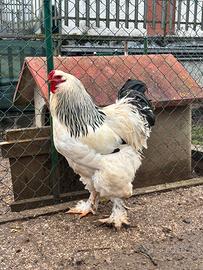 Gallo brahma