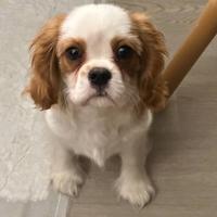 Ultimo cucciolo Cavalier king bianco e arancio