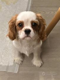 Ultimo cucciolo Cavalier king bianco e arancio