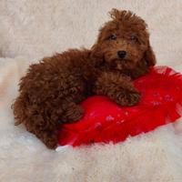 Barboncino con pedigree enci